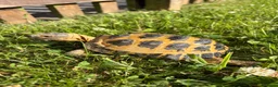 Tortoise reptiles for sale: Horsfield  in Barnoldswick - Advert 6