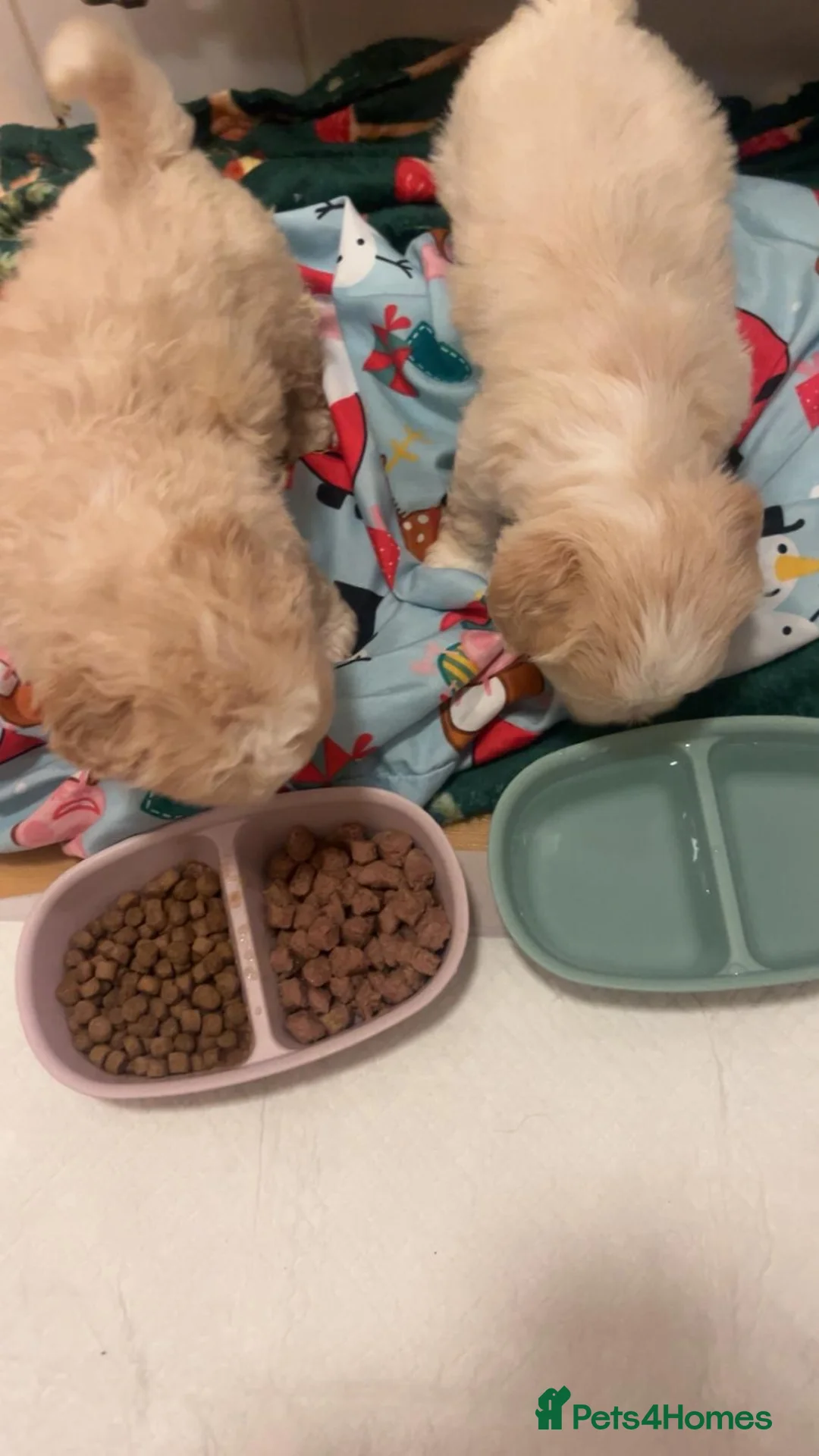 Maltipoo dogs for sale: Rare colours beautiful maltipoo puppies  - Advert 8