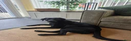 Labrador Retriever dogs for sale: Willow - Young Labrador looking for a special home - Advert 4