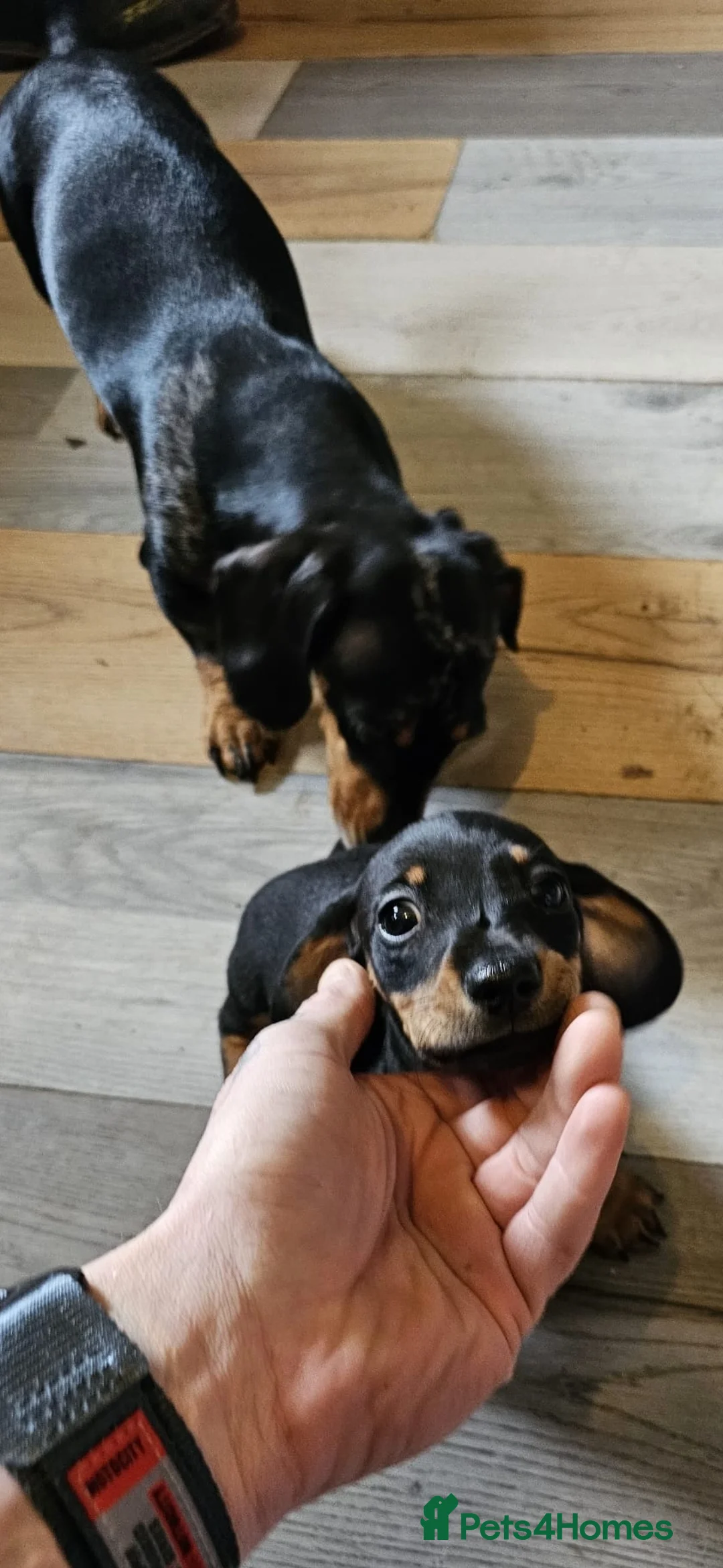Dachshund dogs for sale: Smooth miniature dachshund boy for sale  - Advert 7