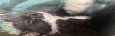 American Shorthair 1