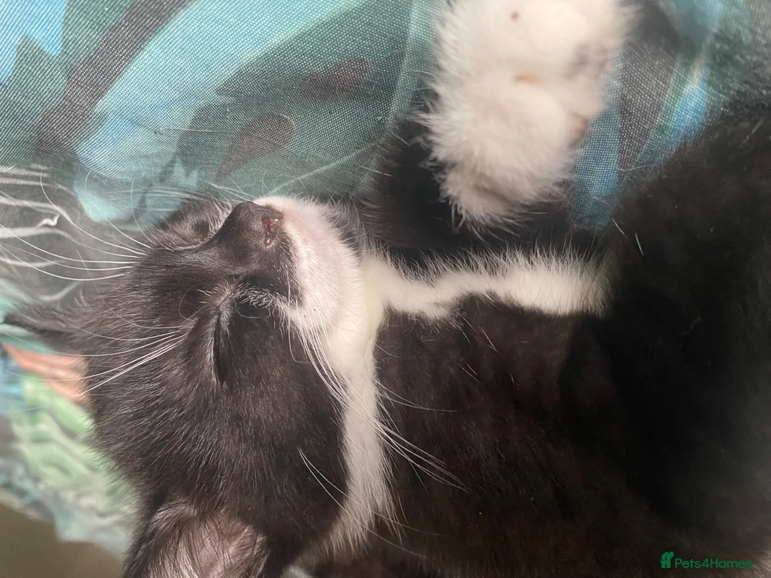 American Shorthair cats for sale: two female american shorthair kittens  - Advert 2
