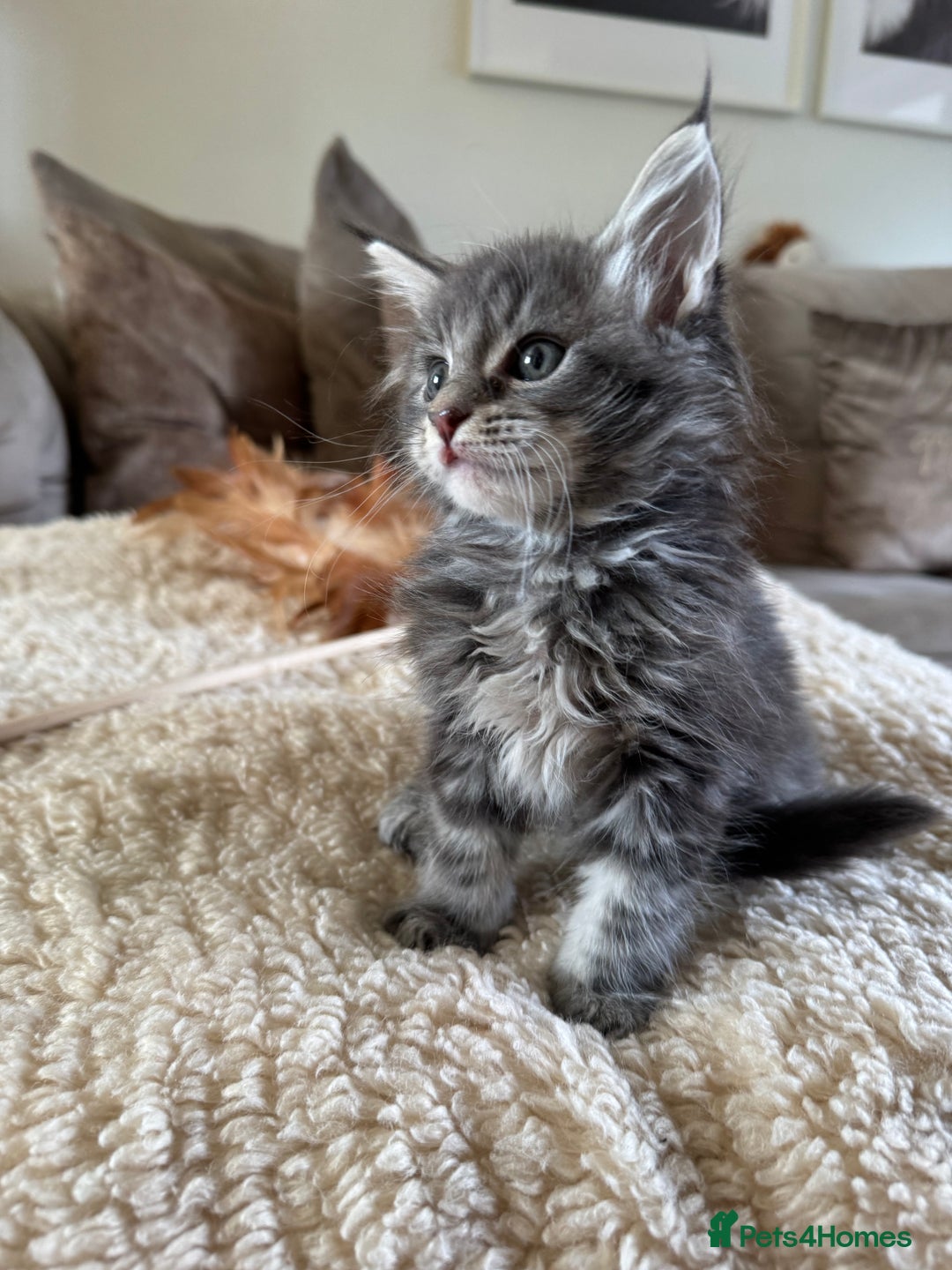 Maine Coon cats for sale: Stunning Maine coon kittens  - Advert 3