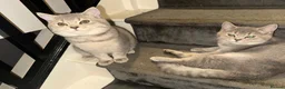 British Shorthair cats for sale: 🐾 British Shorthair × British Longhair Kittens 🐾 - Advert 22