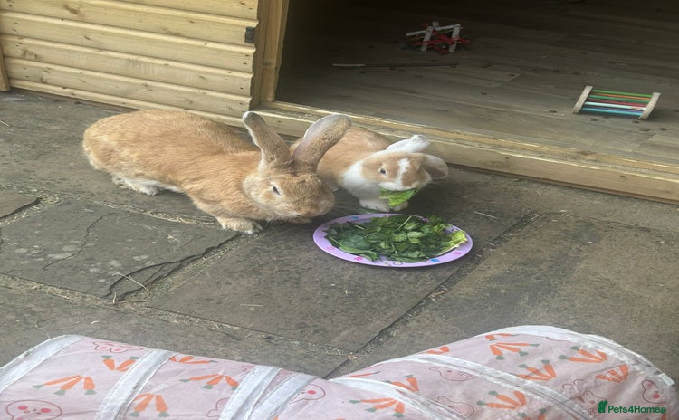 Continental Giant rabbits - Advert 1