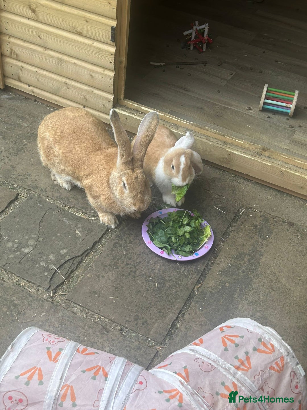 Continental Giant rabbits for sale: Mum and daughter continental giant  - Image 1