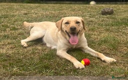 Labradoodle dogs for sale: Labradoodle  - Image 6