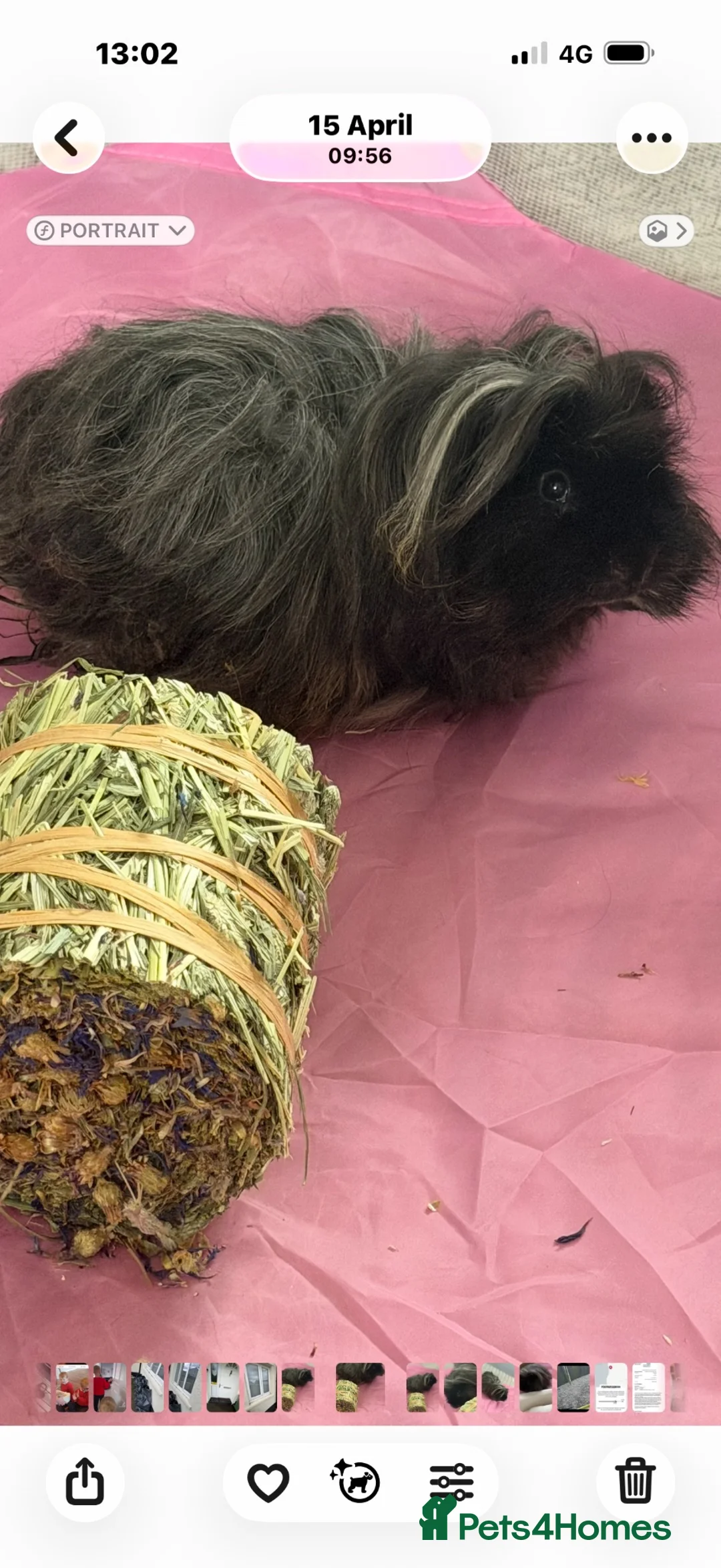 Guinea Pig rodents for sale: Male guinea pig  - Advert 2