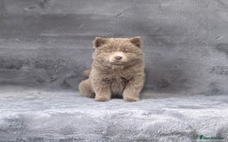 Siberian Husky dogs for sale: Stunning exotic colour chowsky puppies for sale - Image 17