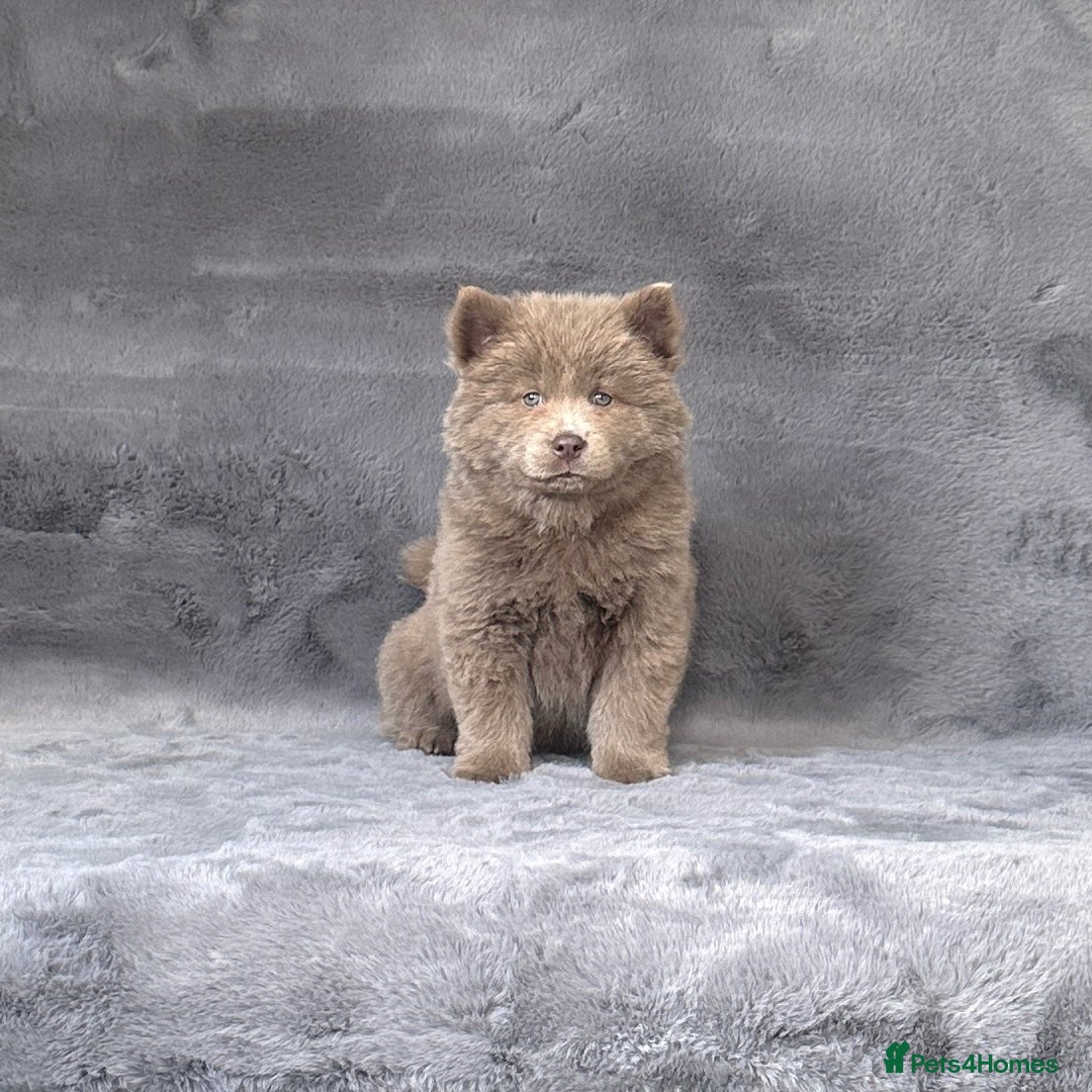 Siberian Husky dogs for sale: Stunning exotic colour chowsky puppies for sale - Image 17