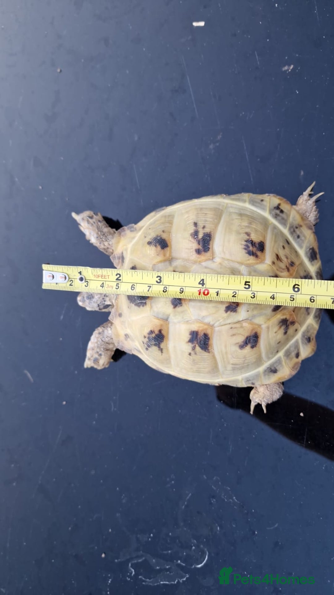 Tortoise reptiles for sale: Horsefield tortoise  in Colchester - Image 6