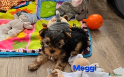 Yorkshire Terrier dogs for sale: Miniature Yorkshire Terrier Puppies - Image 13