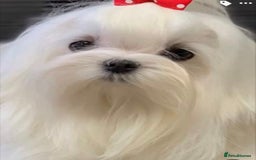 Maltese dogs for sale: ✨💫Tiny Exquisite Bambelina Maltese 💫✨ - Image 17