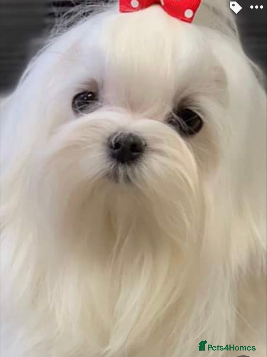 Maltese dogs for sale: ✨💫Tiny Exquisite Bambelina Maltese 💫✨ - Image 17