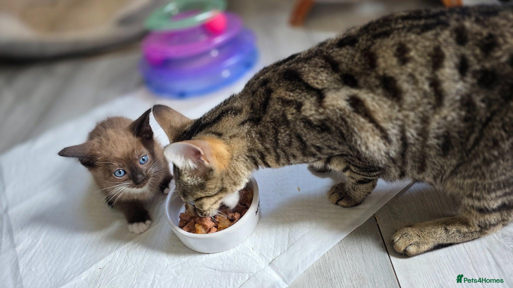 Mixed Breed cats Bengal & Siamese Mix Male Kitten for sell - Advert 2