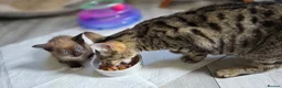 Mixed Breed cats for sale: Bengal & Siamese Mix Male Kitten for sell - Advert 1