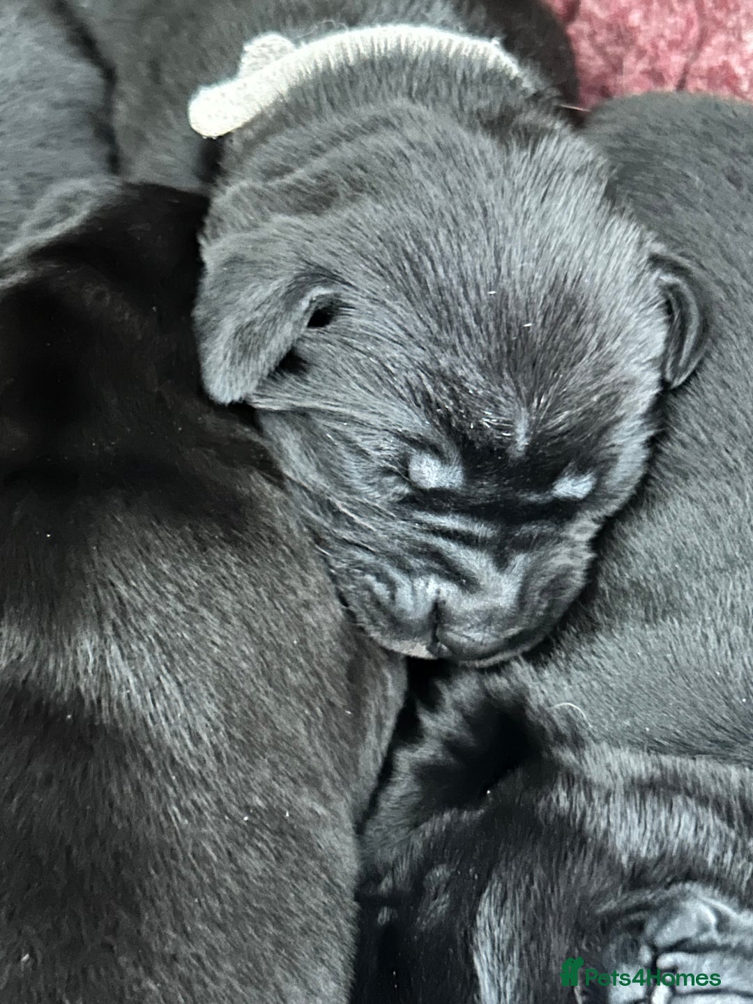 Labrador Retriever dogs for sale: labrador puppies health tested parents in Honiton - Image 10