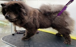 Chow Chow dogs for sale: Blue Chow Chow Female - Image 10