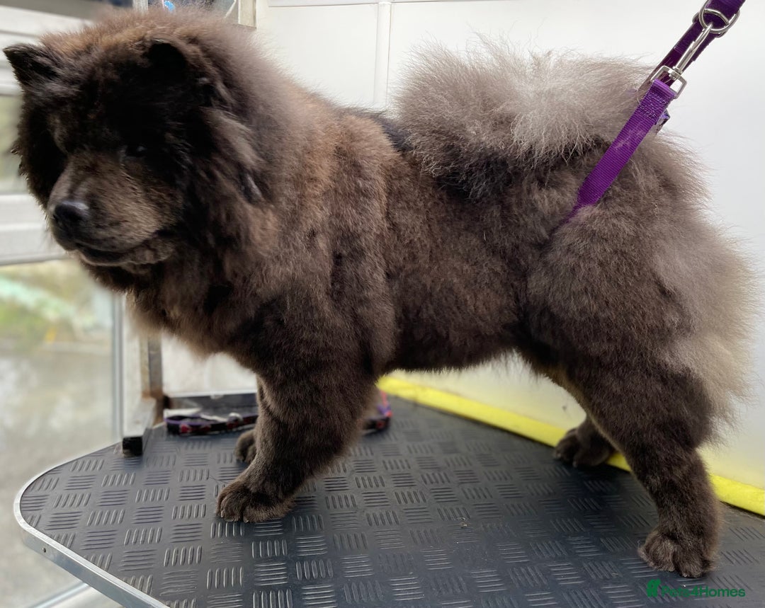 Chow Chow dogs for sale: Blue Chow Chow Female - Image 10