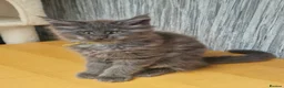 Maine Coon cats for sale: Beautiful fluffy Maine Coon pedigree kittens - Advert 3