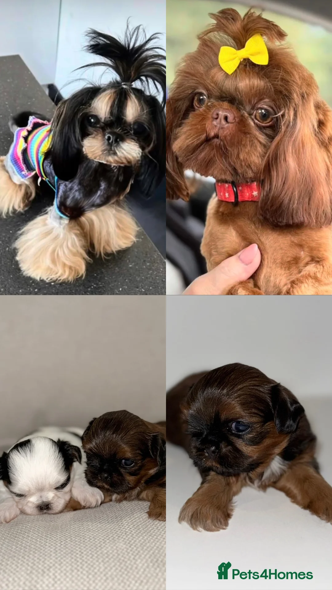 Shih Tzu dogs for sale: Tiny Imperials Karishishi Lines Ready To Rehome  - Advert 4