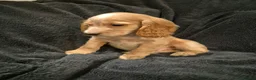 Cocker Spaniel dogs for sale: KC Health Clear Cocker Spaniels Puppies-Ready Now - Advert 8