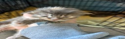 Maine Coon cats for sale: 5 Maine coon babies  - Advert 7