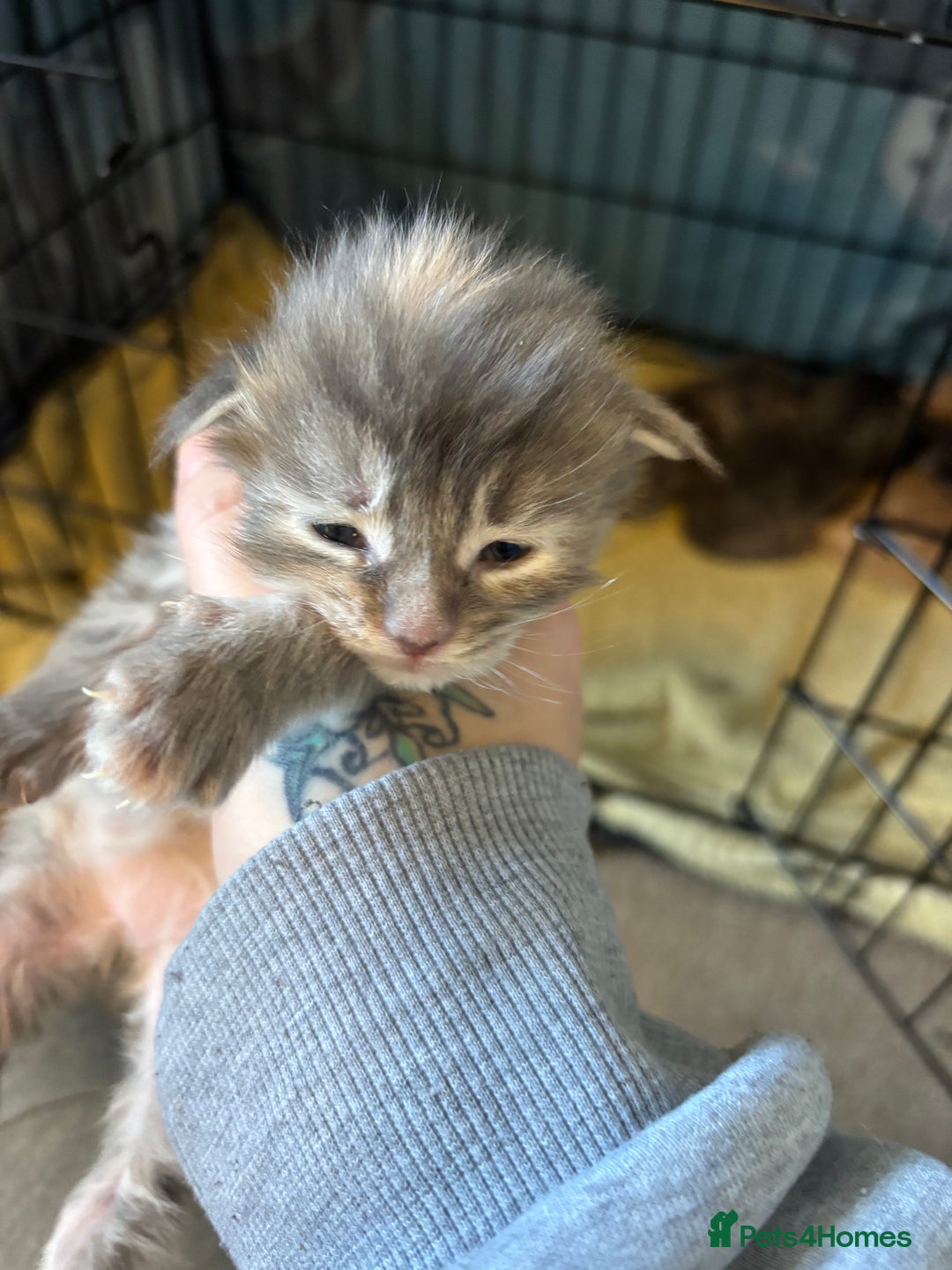 Maine Coon cats for sale: 5 Maine coon babies  - Advert 7