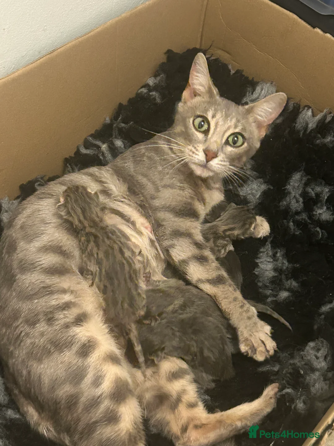 Bengal cats for sale: 💙Beautiful Blue Bengal Kittens - TICA Reg 💙 - Advert 24