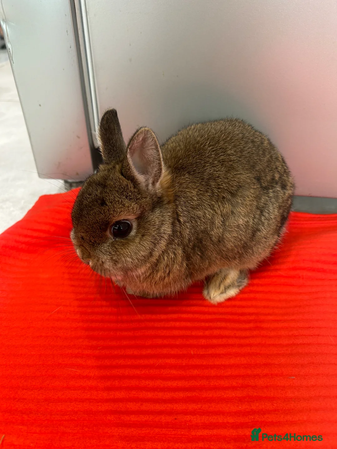 Netherland Dwarf rabbits for sale: netherland dwarf  in Rotherham - Advert 2
