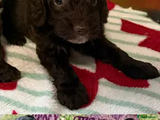 Cockapoo dogs F1 various mini cockapoos 30 dna health tested clr - Advert 10