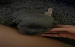 Staffordshire Bull Terrier dogs for sale: Blue Staffordshire bull terrier puppies  - Image 18