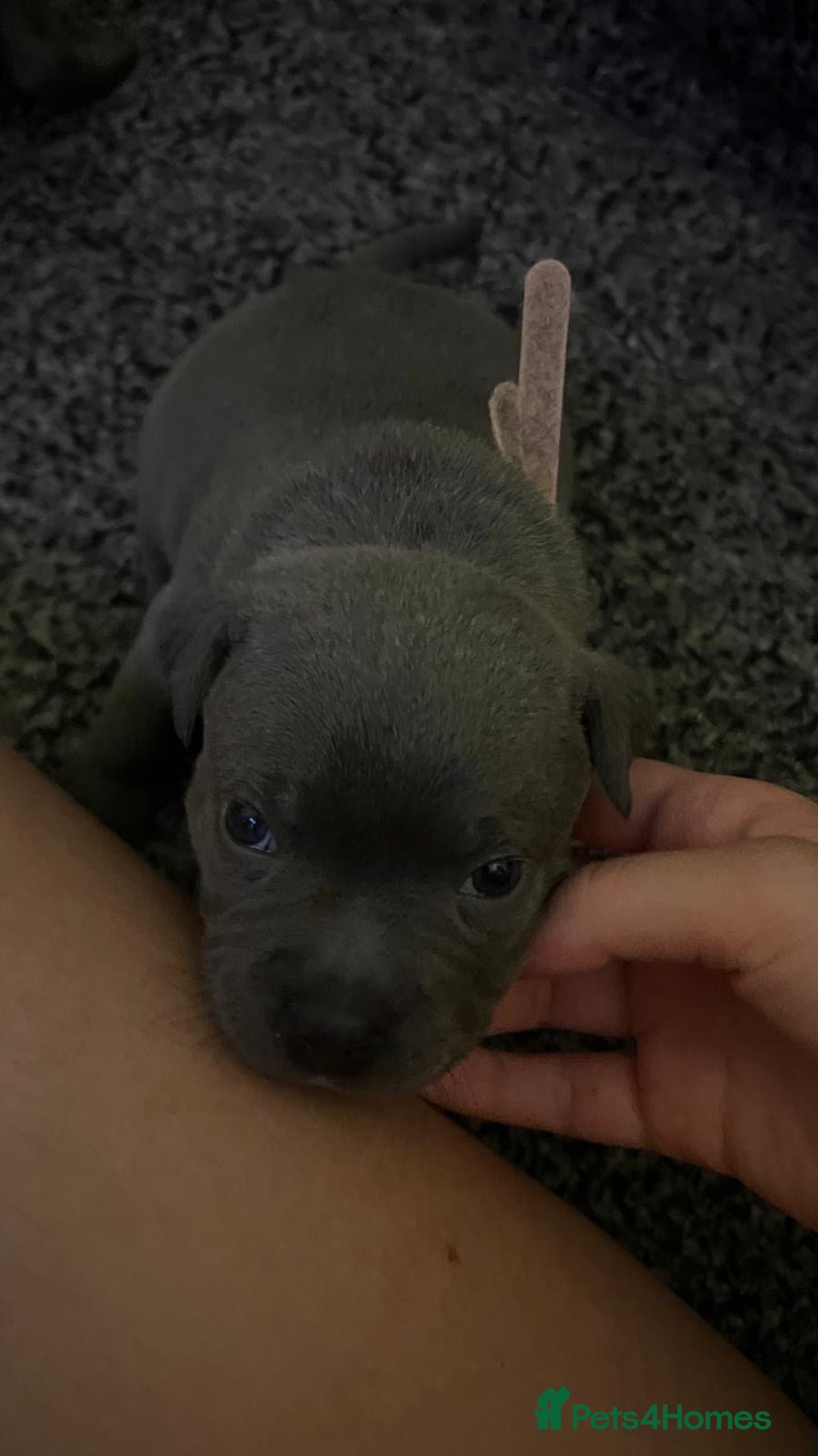Staffordshire Bull Terrier dogs for sale: Blue Staffordshire bull terrier puppies  - Image 18