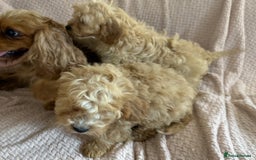 Cavapoo dogs for sale: Beautiful F1 Cavapoo boy & girl puppies - Image 8