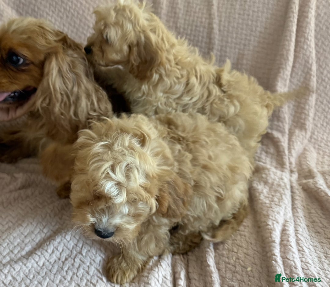 Cavapoo dogs for sale: Beautiful F1 Cavapoo boy & girl puppies - Image 8