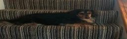Miniature Dachshund dogs for sale: Miniature long haired chocolate n cream dachshund  - Advert 1