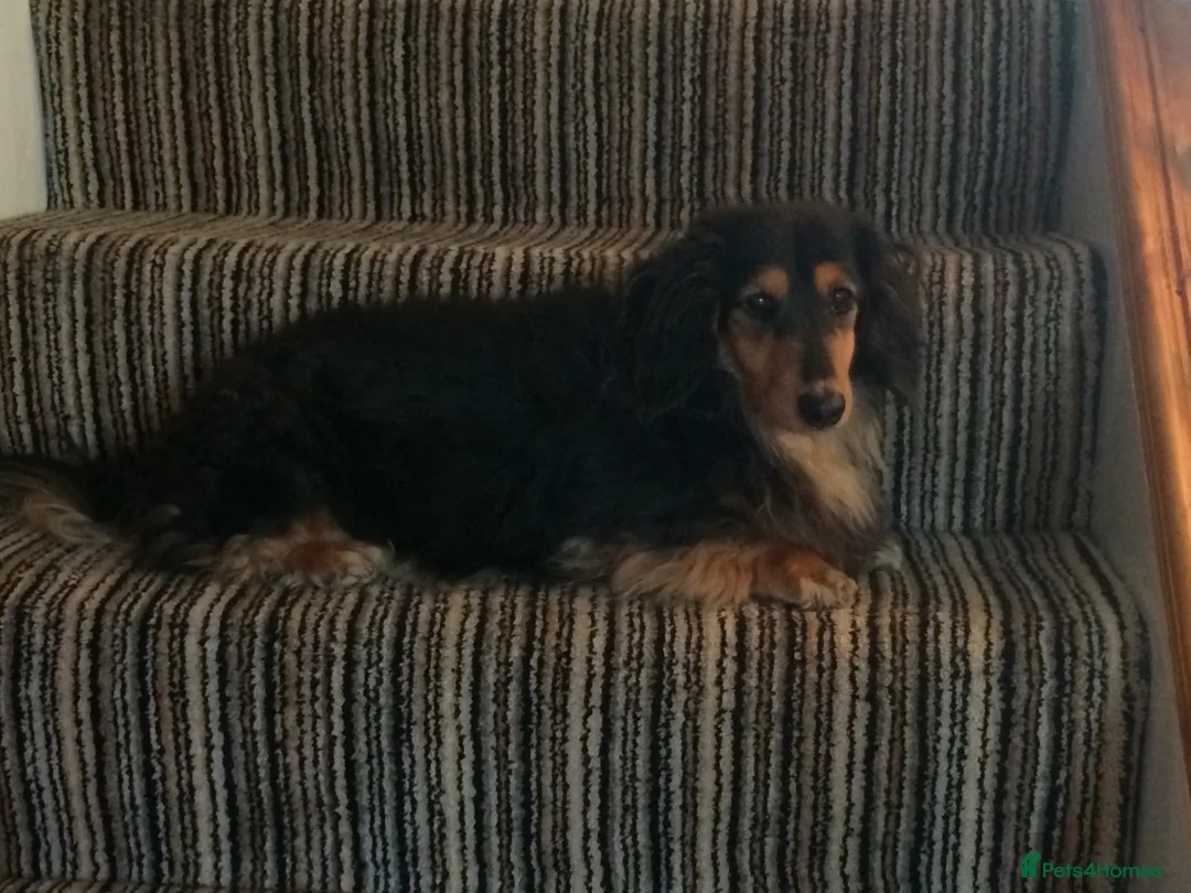Miniature Dachshund dogs for sale: Miniature long haired chocolate n cream dachshund  - Advert 1