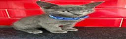 Russian Blue cats for sale: Russian Blue kittens - Advert 12