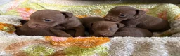 Patterdale Terrier dogs for sale: Quality Patterdale Pups Available  - Advert 1