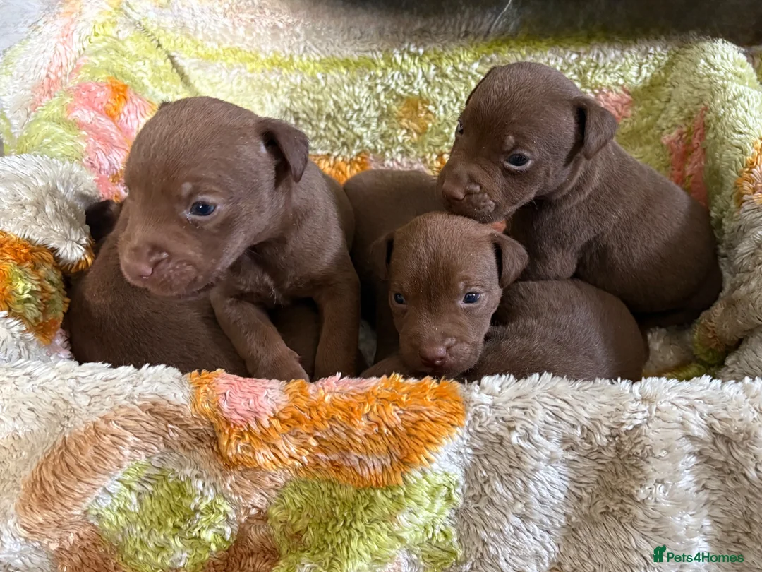 Patterdale Terrier dogs for sale: Quality Patterdale Pups Available  - Advert 1
