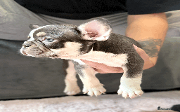 French Bulldog dogs for sale: French Bulldog Puppies for Sale Top Quality,  - Image 7