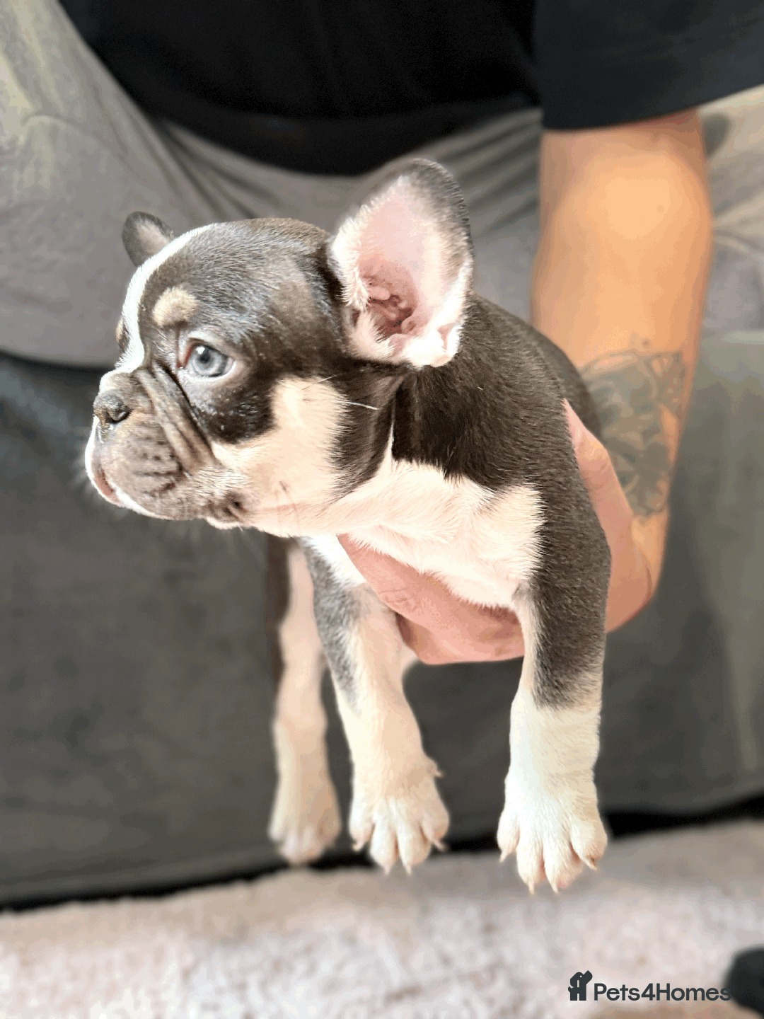 French Bulldog dogs for sale: French Bulldog Puppies for Sale Top Quality,  - Image 7