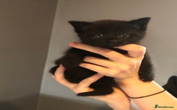 British Shorthair cats for sale: STUNNING AND LOVING BSH x DSH KITTENS - Image 21