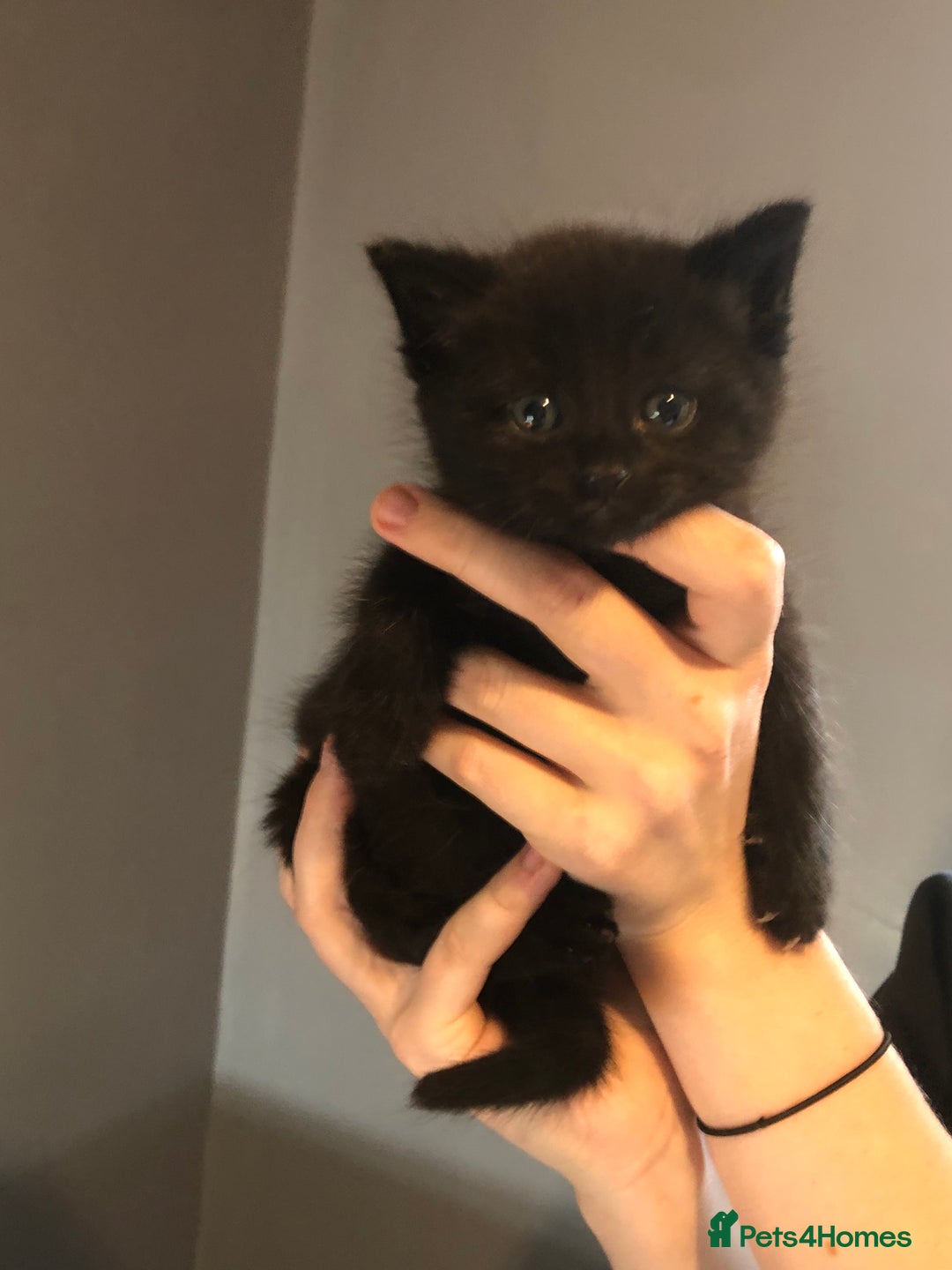 British Shorthair cats for sale: STUNNING AND LOVING BSH x DSH KITTENS - Image 21