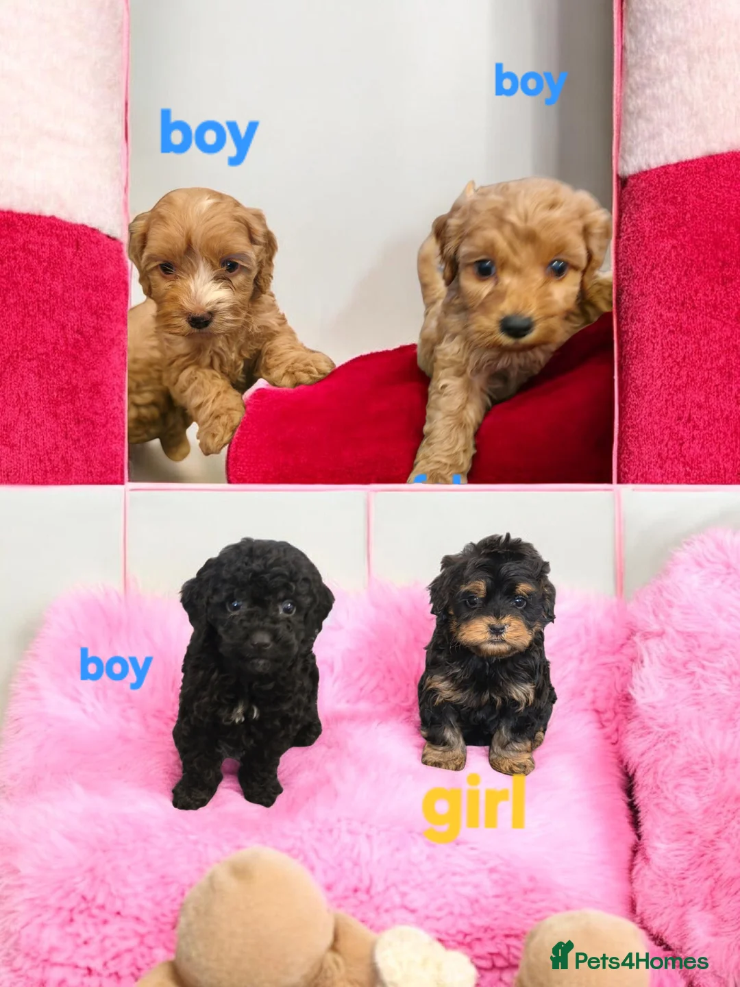 Cockapoo dogs for sale: Cockapoo puppies - Advert 1