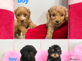 Cockapoo dogs Cockapoo puppies - Advert 6