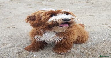 Australian Labradoodle dogs - Advert 2