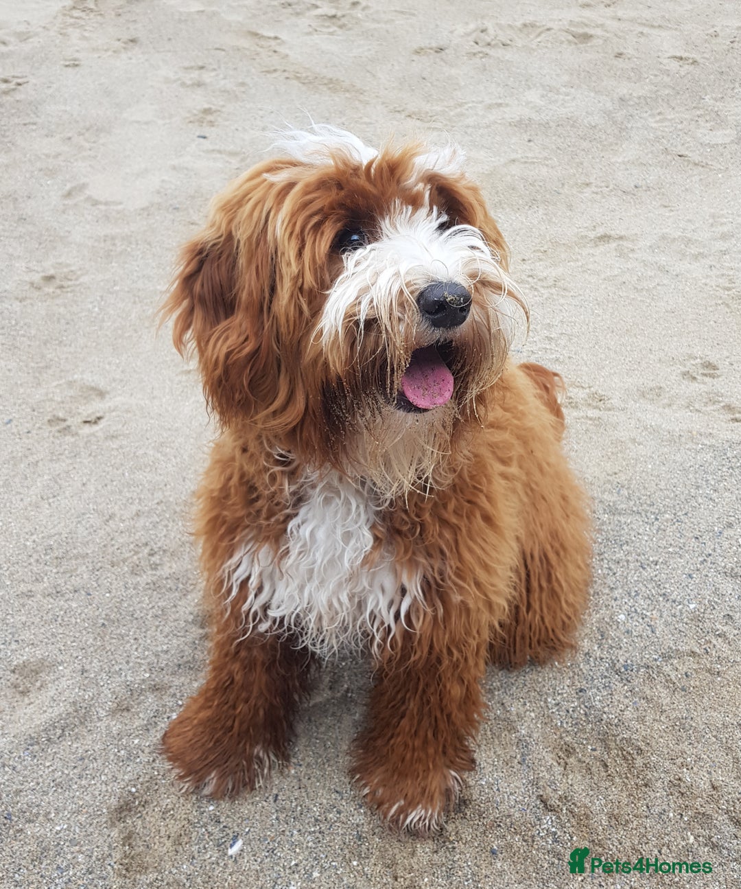 Australian Labradoodle dogs for sale: Miniature Australian labradoodle pups 100% Pure  - Image 8
