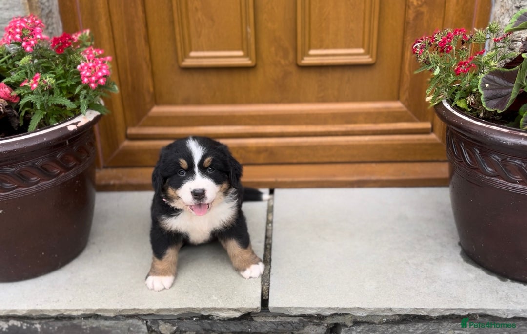 Bernese Mountain Dog dogs for sale: KC Reg Bernese Mountain Dog Puppies - Image 12