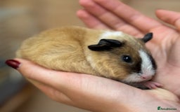 Guinea Pig rodents for sale: Californian Rex girl baby - Image 3